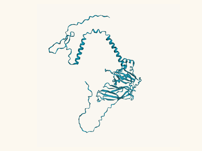 ε-sarcoglycan (SGCE) ribbon, AlphaFold prediction AF-O43556